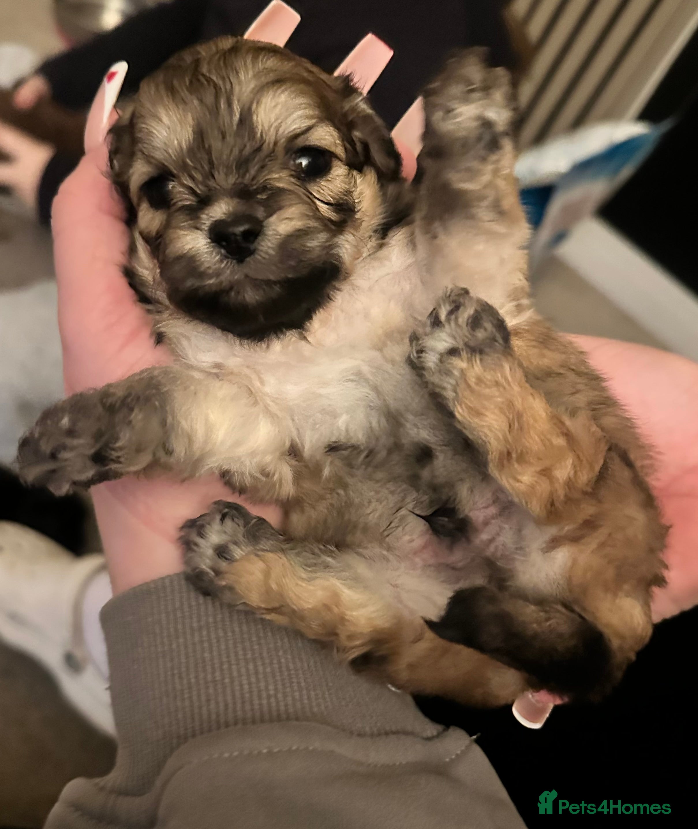 Lhasa Apso dogs Beautiful mini Lhasa apso’ - Advert 2