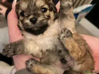 Lhasa Apso dogs Beautiful mini Lhasa apso’ - Advert 2