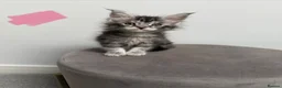 Maine Coon cats for sale: Ready now 😻 - Advert 16