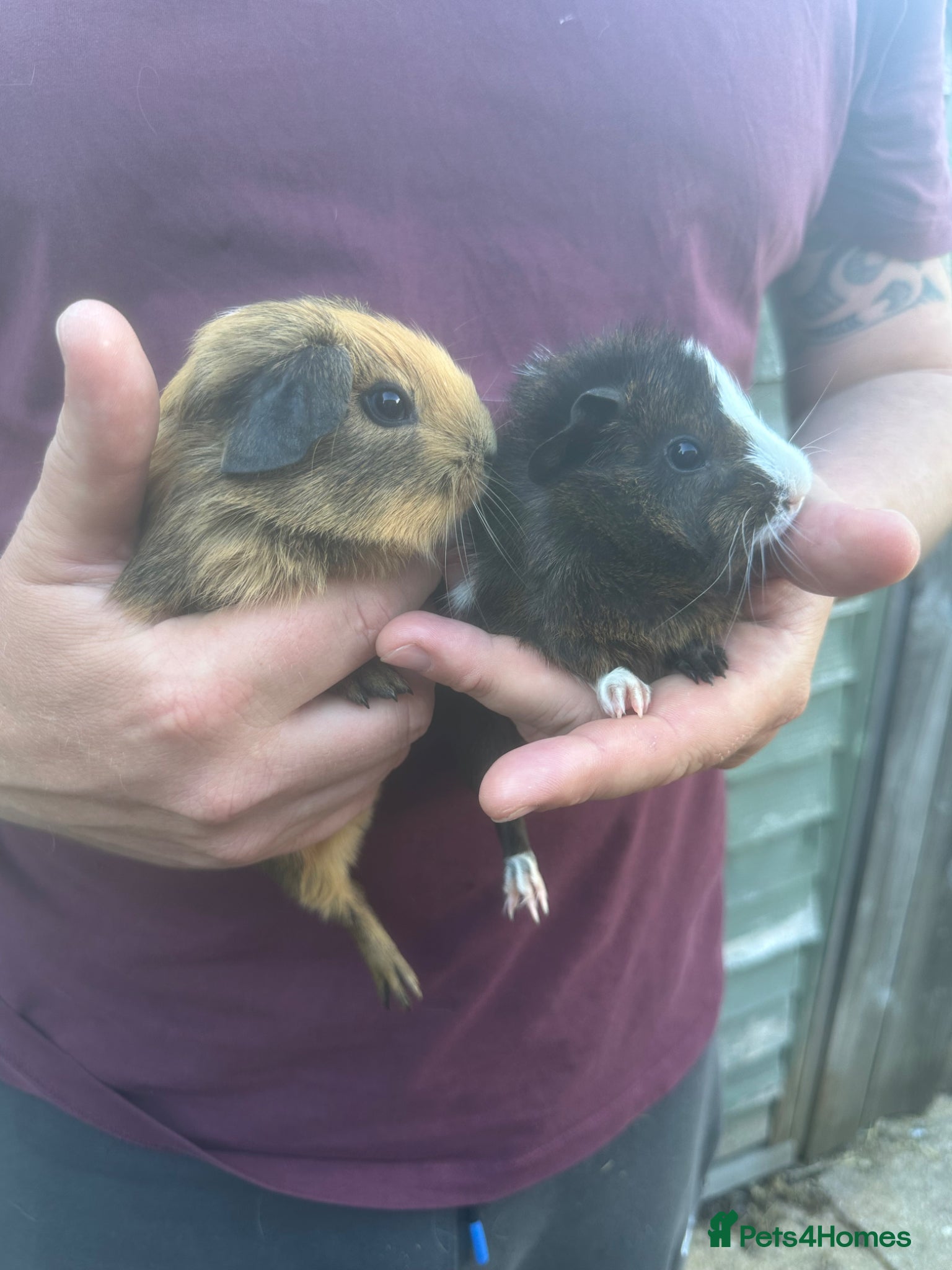 Guinea Pig rodents for sale: Pair of male baby piglets seeking forever homes - Advert 7