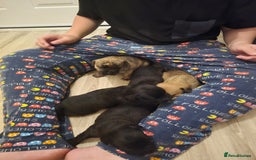 Mixed Breed dogs for sale: Staff cross pups - Image 11