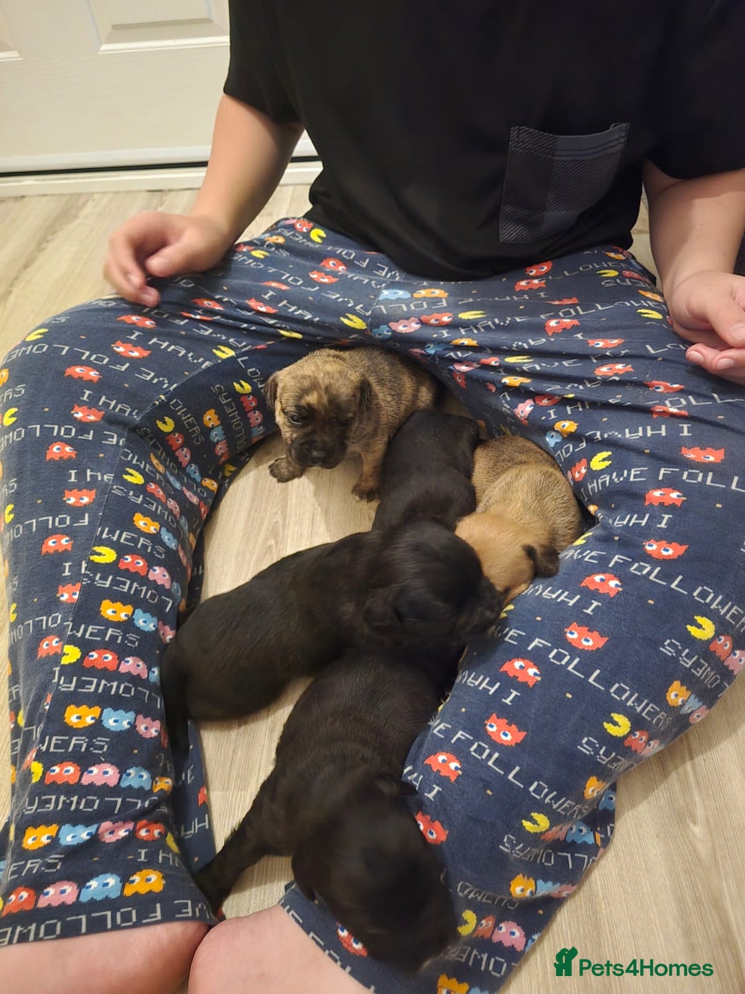 Mixed Breed dogs for sale: Staff cross pups - Image 11