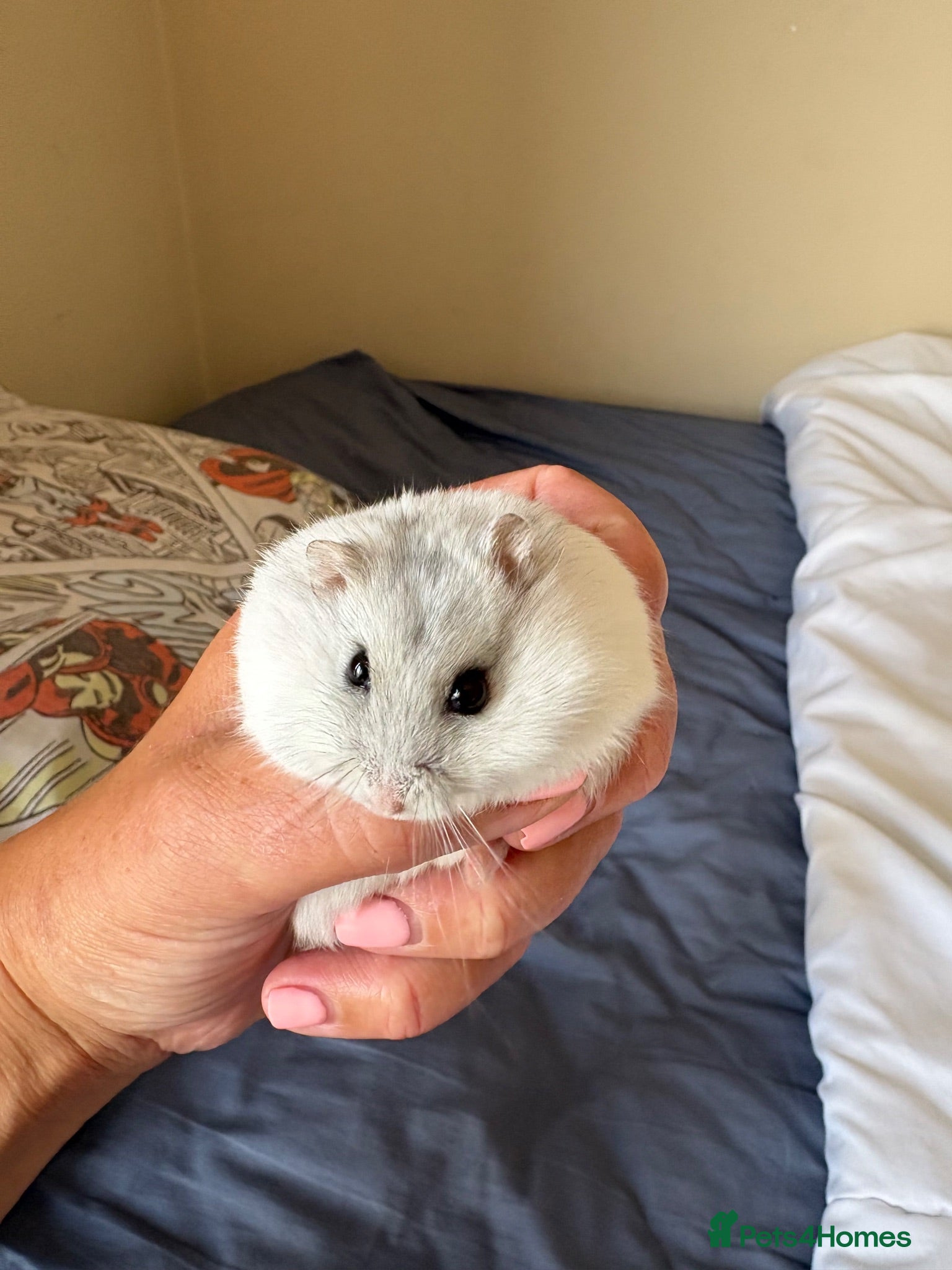 Hamster rodents Two male hamsters - Advert 10