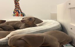 Dachshund dogs for sale: Beautiful Isabella pups exceptional quality  - Image 25