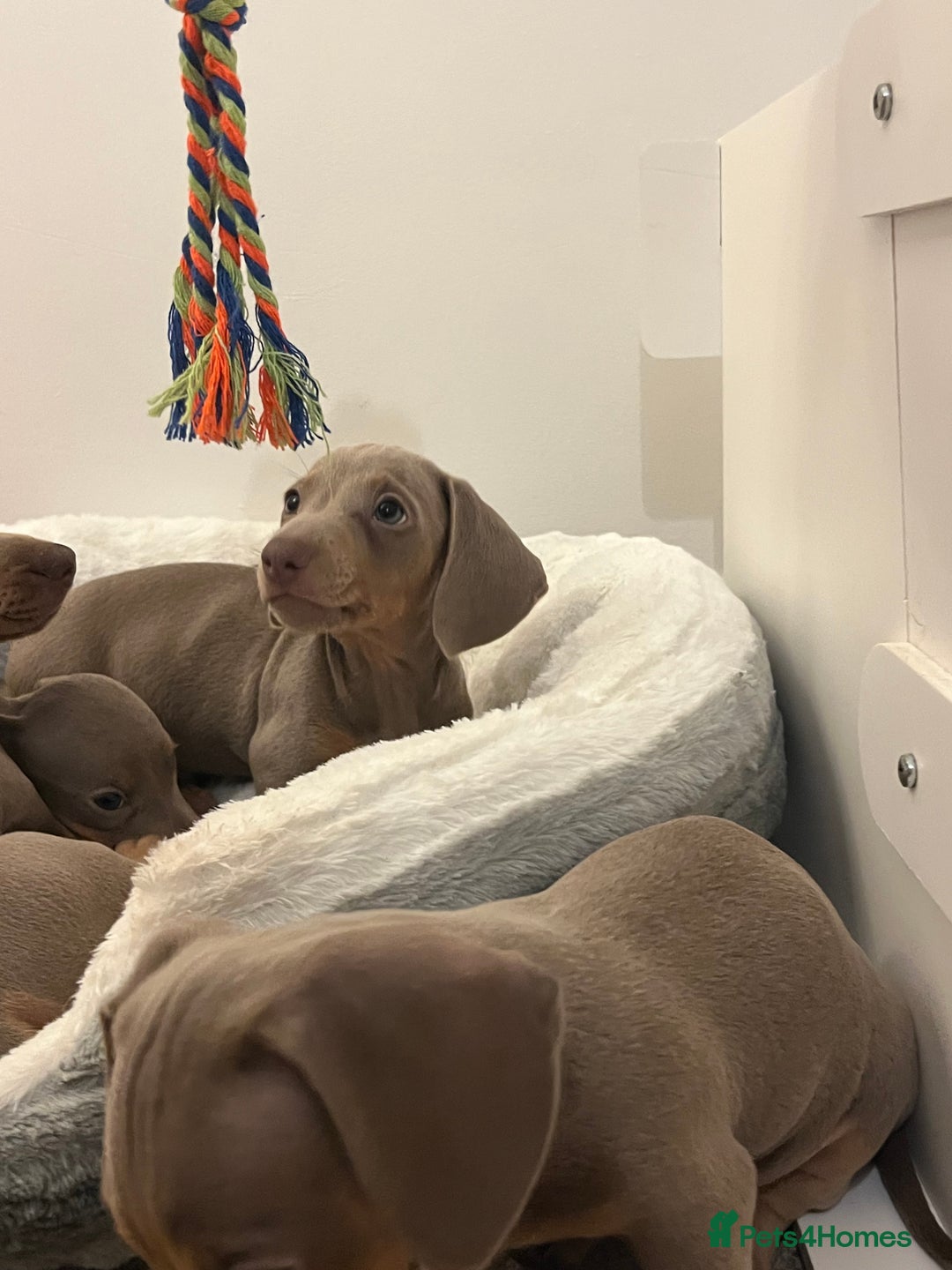 Dachshund dogs for sale: Beautiful Isabella pups exceptional quality  - Image 25