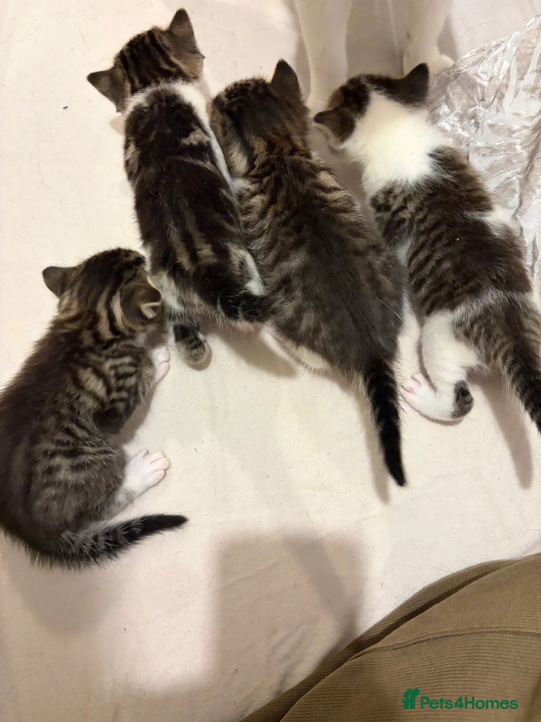 American Shorthair cats for sale: 4 beautiful American Shorthair Kittens - Advert 3