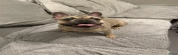 French Bulldog dogs for sale: French Bulldog  in Castleford - Advert 2