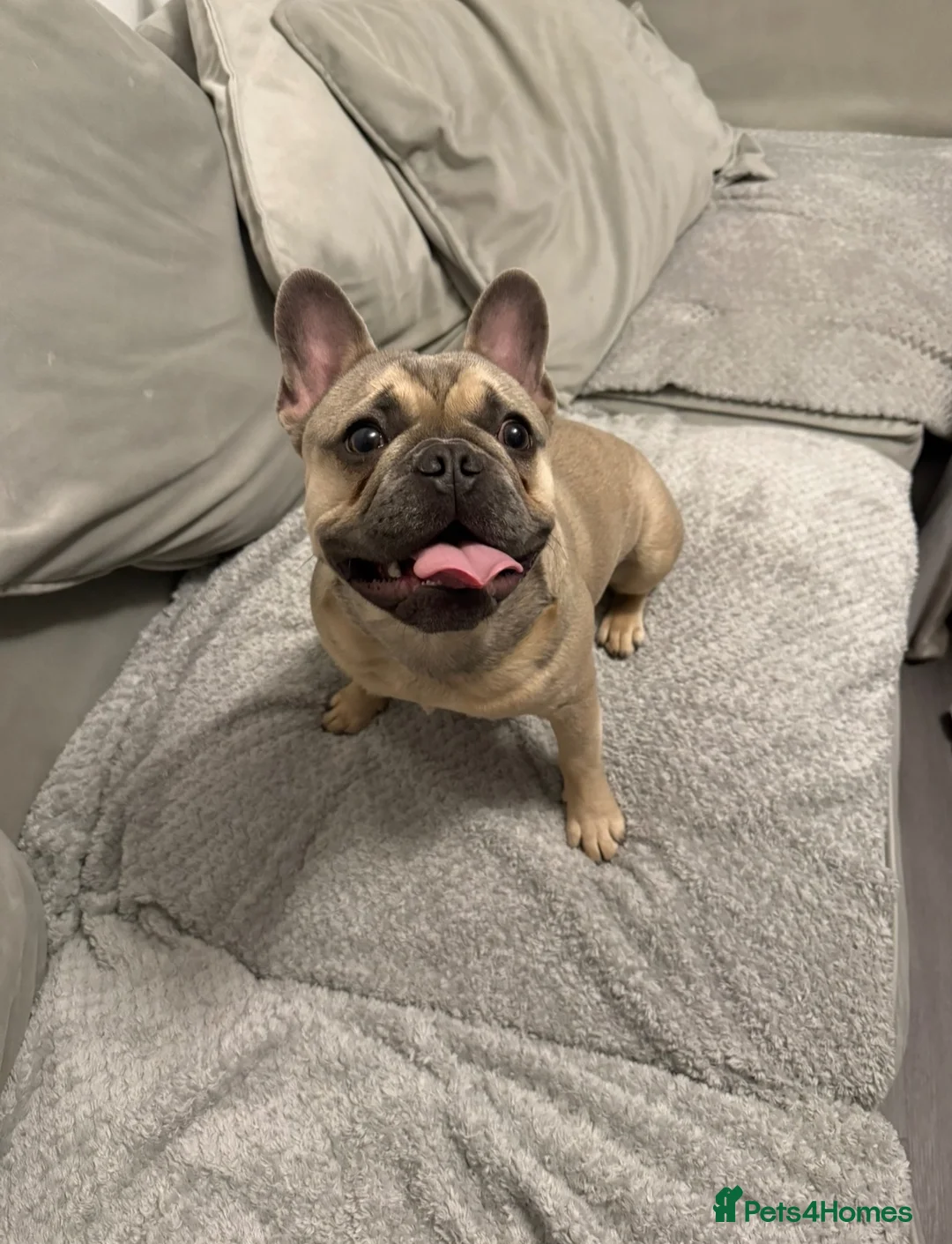 French Bulldog dogs for sale: French Bulldog  in Castleford - Advert 2