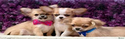 Chihuahua dogs for sale: Ready now Stunning long coat chihuahua’s  - Advert 7
