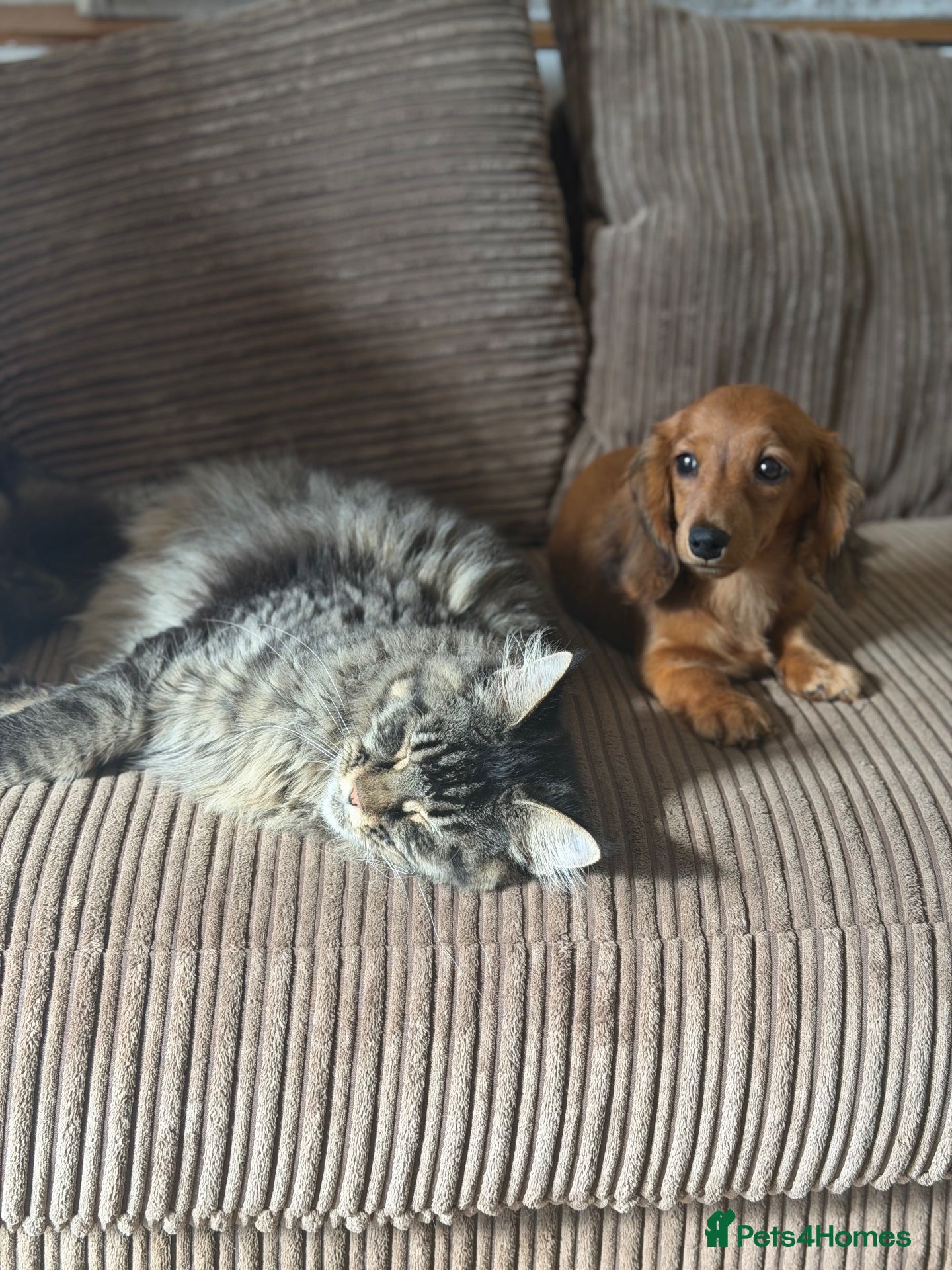Miniature Dachshund dogs Fully vaccinated Kc reg last girl  - Advert 9