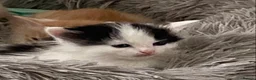 Ragdoll cats for sale: Adorable Ragdoll Cross Kittens - Advert 8
