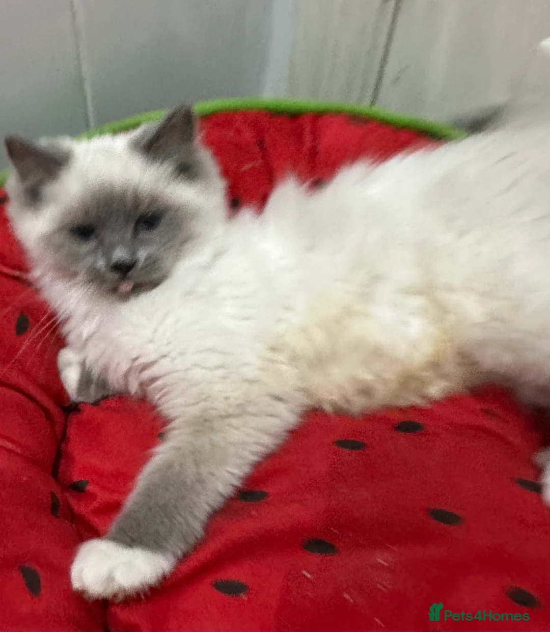 Ragdoll cats for sale: Ragdolls kitten 1 boy 2 girls Dob 12/11/25 - Advert 6