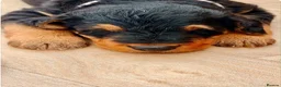 Airedale Terrier dogs for sale: 🌟 One Girl Available 🌟  - Advert 4