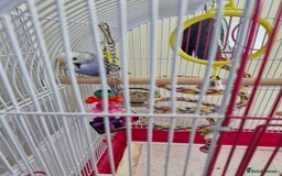 Budgerigars birds for sale: Violet Opaline Budgie - Image 3