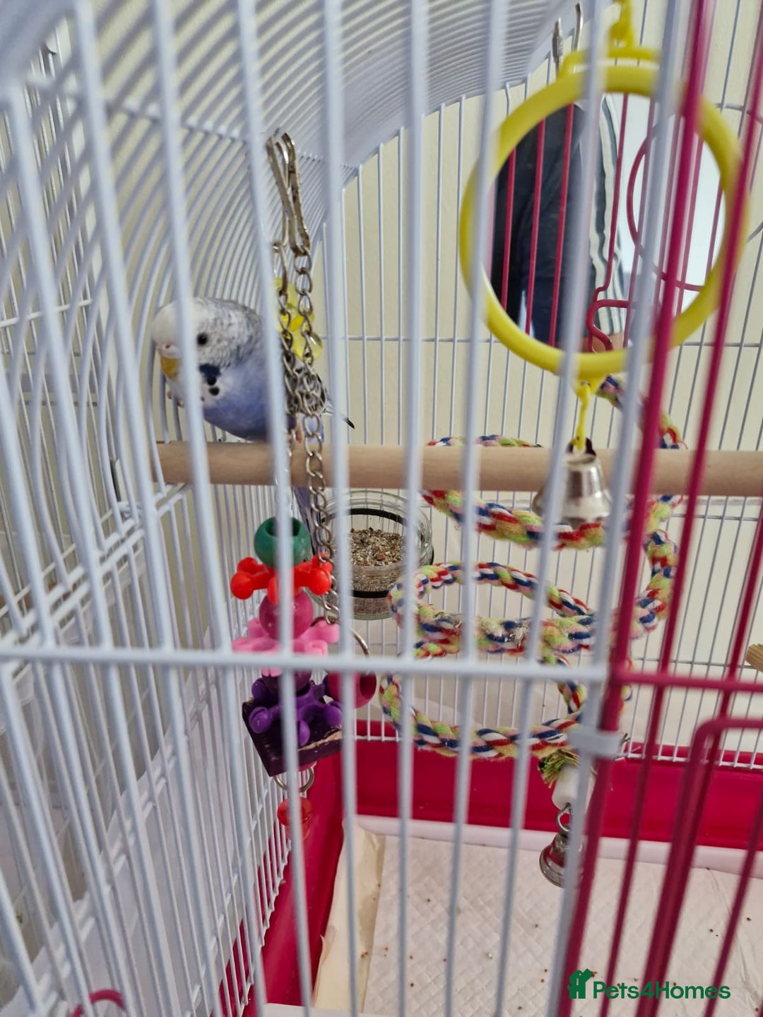 Budgerigars birds for sale: Violet Opaline Budgie - Image 3