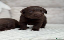 Labrador Retriever dogs for sale: Stunning chocolate Labrador’s with silver jeans  - Image 5