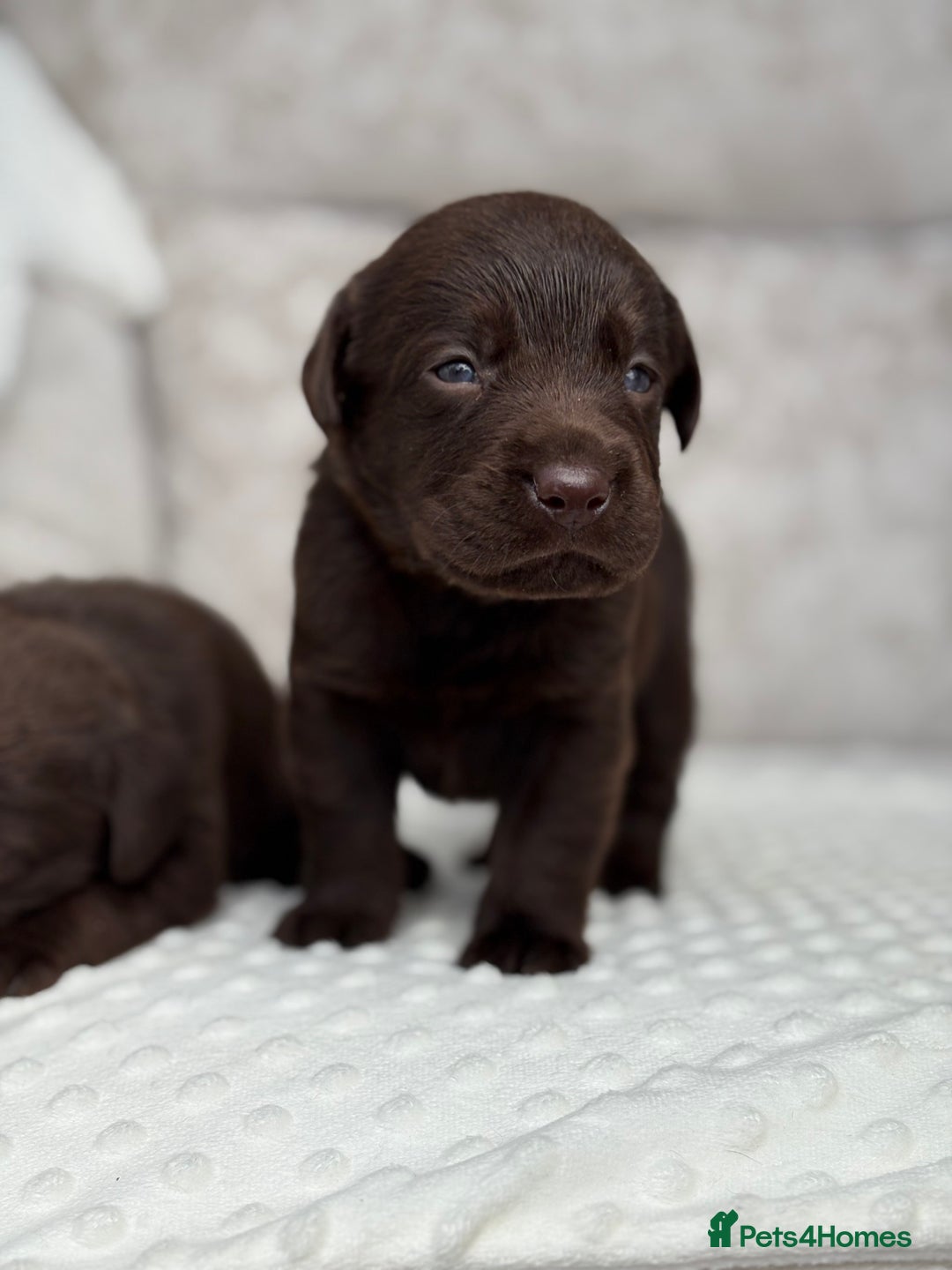 Labrador Retriever dogs for sale: Stunning chocolate Labrador’s with silver jeans  - Image 5
