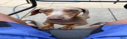 Miniature Dachshund dogs for sale: 🐶🐶🐶❤️❤️❤️❤️miniature Daschund puppies for sale  - Advert 20