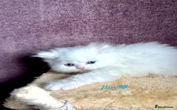 Persian cats for sale: Purebred Persian Kittens Rare White Coat&Blue Eyes - Image 1