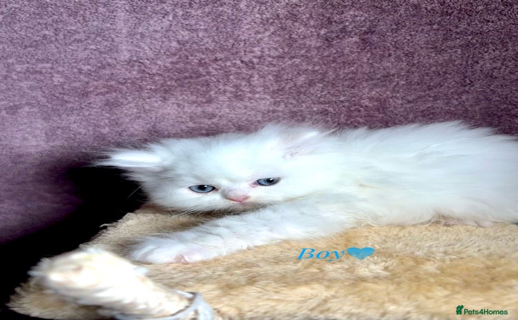 Persian cats - Advert 1