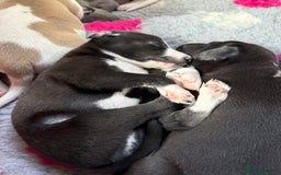 Mixed Breed dogs for sale: Whippet x greyhound puppies  - Image 24