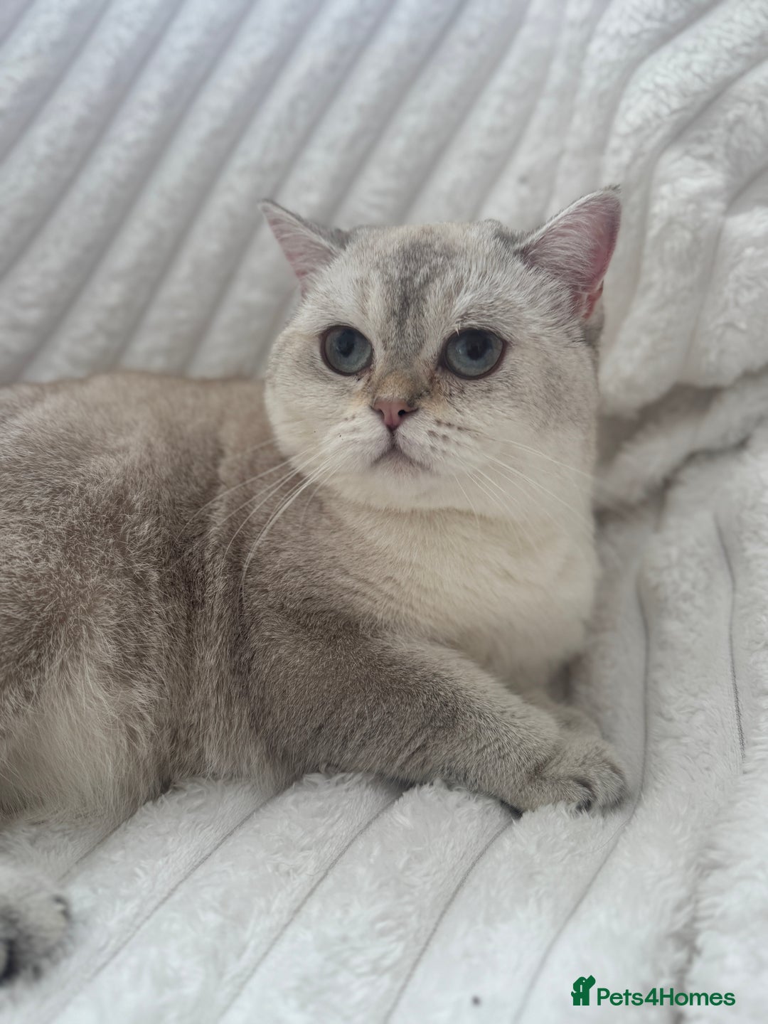 British Shorthair cats for sale: White britishshorthair female - Image 2
