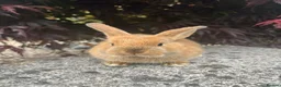 Mixed Breed rabbits for sale: 2 mini lop cross rabbits - 1 female 1 male - Advert 3