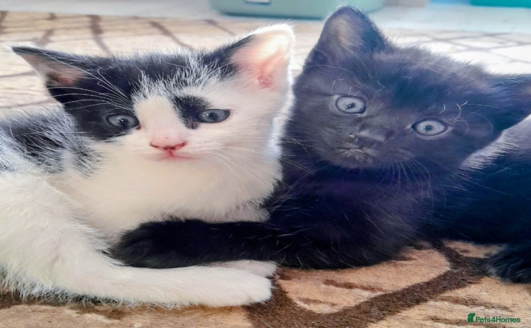 Mixed Breed cats - Advert 3
