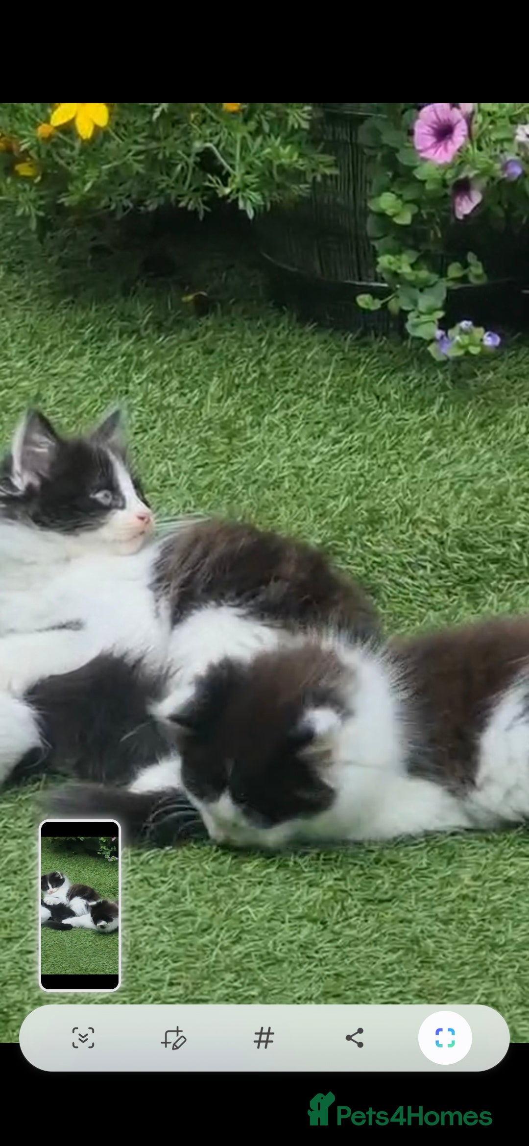 British Longhair cats for sale: 3 kittens available - Image 10