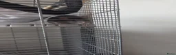 Rat rodents for sale: 2 male rats for sale in Cardiff - Advert 2