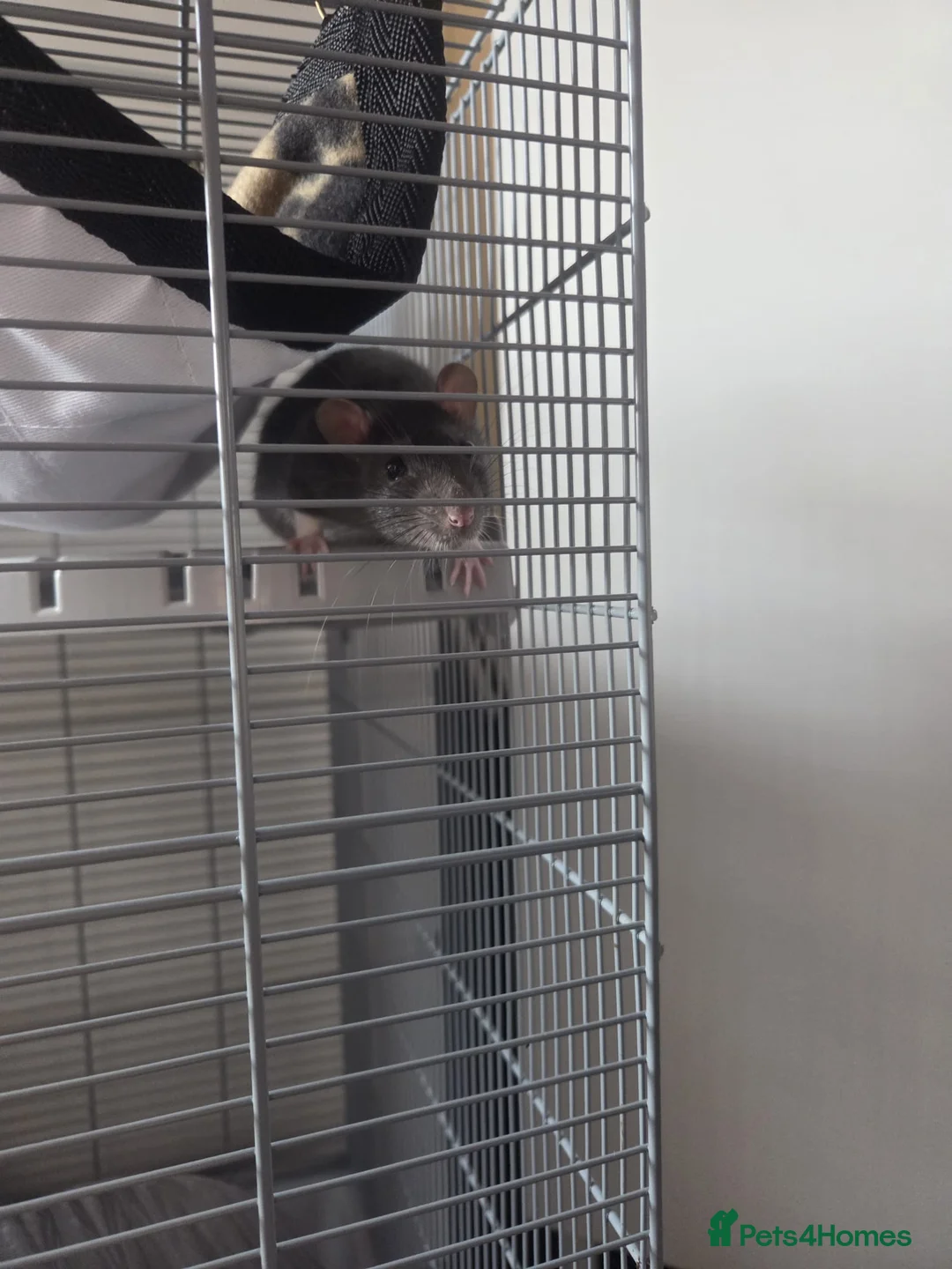 Rat rodents for sale: 2 male rats for sale in Cardiff - Advert 2