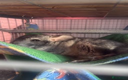 Chinchilla rodents for sale: 3 Chinchillas (family) - Image 13