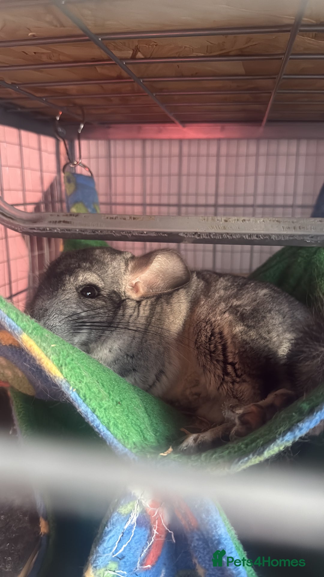 Chinchilla rodents for sale: 3 Chinchillas (family) - Image 13