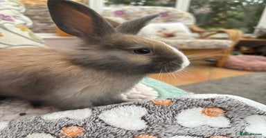 Angora rabbits - Advert 1