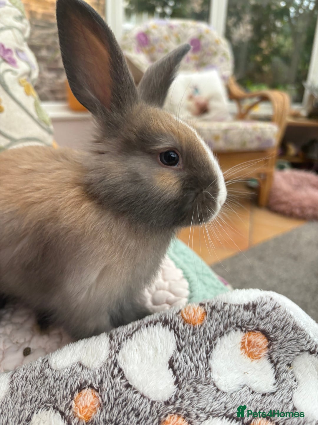 Angora rabbits for sale: Indoor raised Angora~ vaccinated  - Image 2