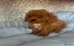 Cavapoo dogs for sale: F1 b cavapoo puppies 🐶  - Image 22