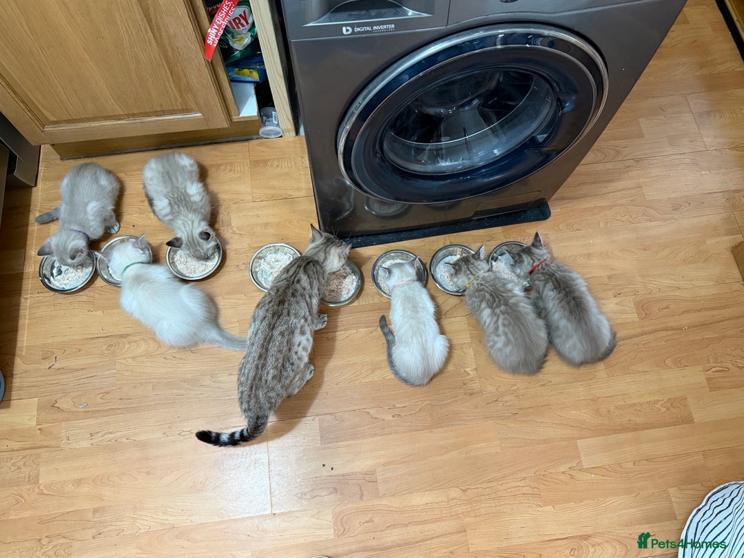 Ragdoll cats for sale: 6 Beautiful Ragdoll x Bengal kittens - Image 10