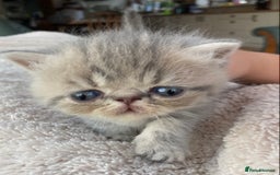 Exotic cats for sale: Exotic pedigree kittens  - Image 26