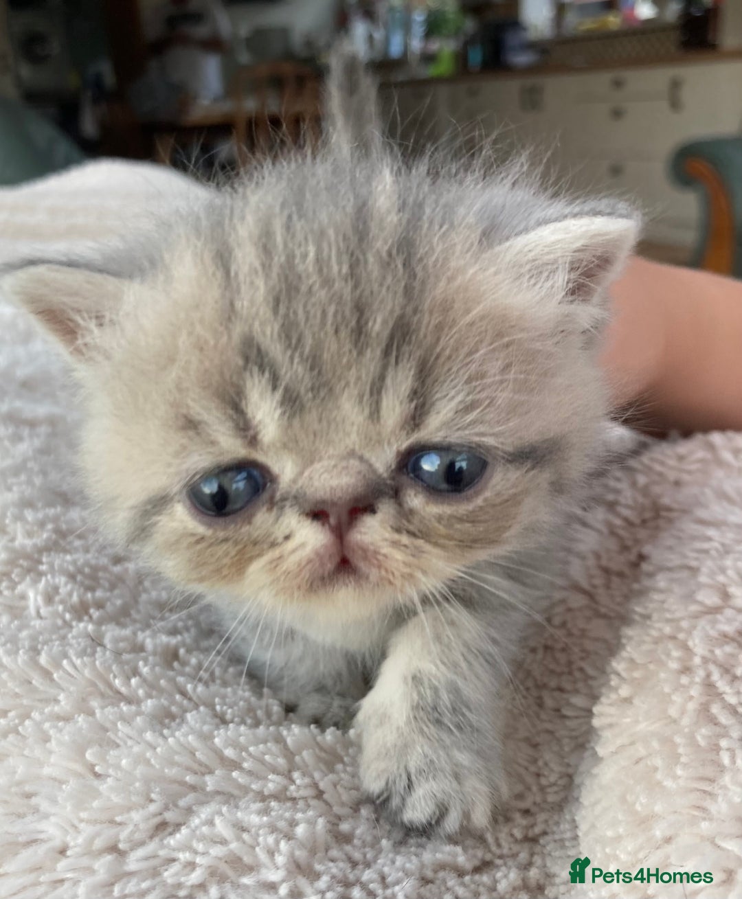 Exotic cats for sale: Exotic pedigree kittens  - Image 26