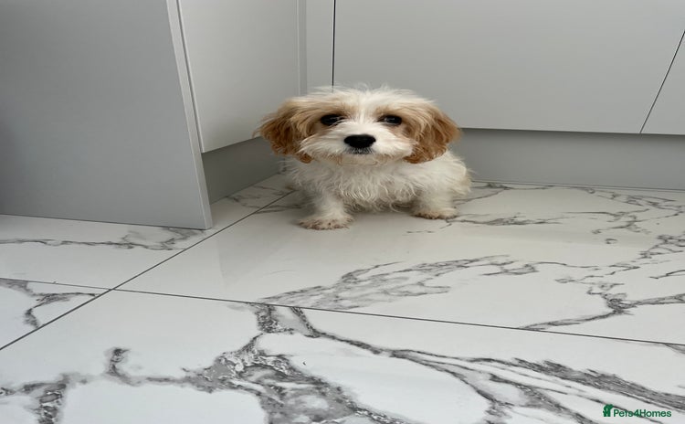 Cavapoo dogs - Advert 3