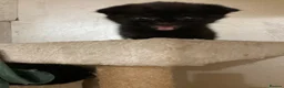 Scottish Fold cats for sale: Scottish folds for sale  - Advert 12