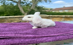 Mini Lop rabbits for sale: Fluffy clouds (Plush lops) looking for new homes! - Image 2
