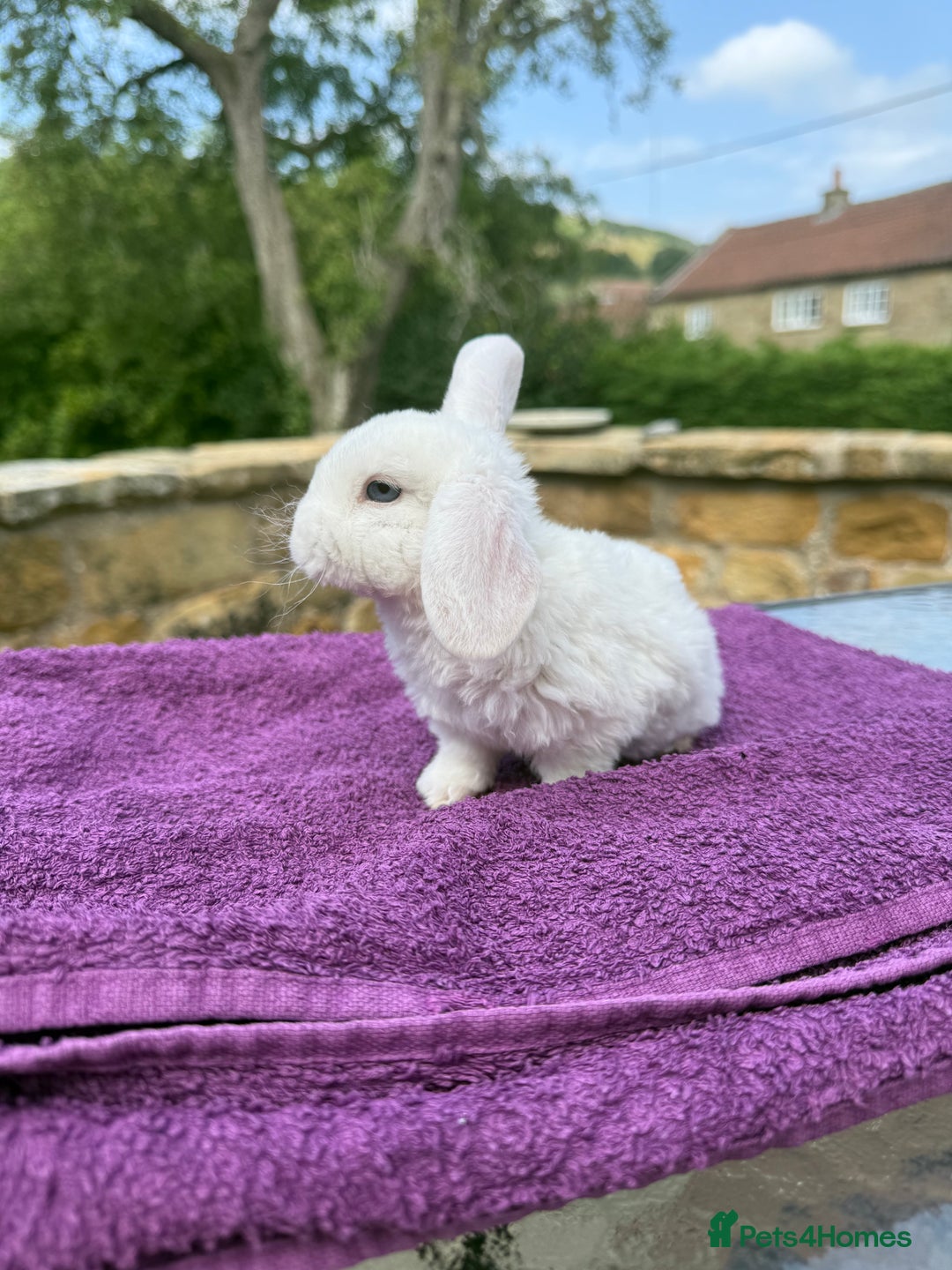 Mini Lop rabbits for sale: Fluffy clouds (Plush lops) looking for new homes! - Image 2