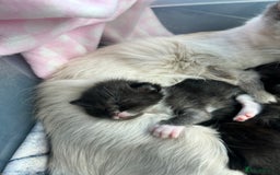 Ragdoll cats for sale: 🐾 Ragdoll Kittens Ready End of November 🐾 - Image 10