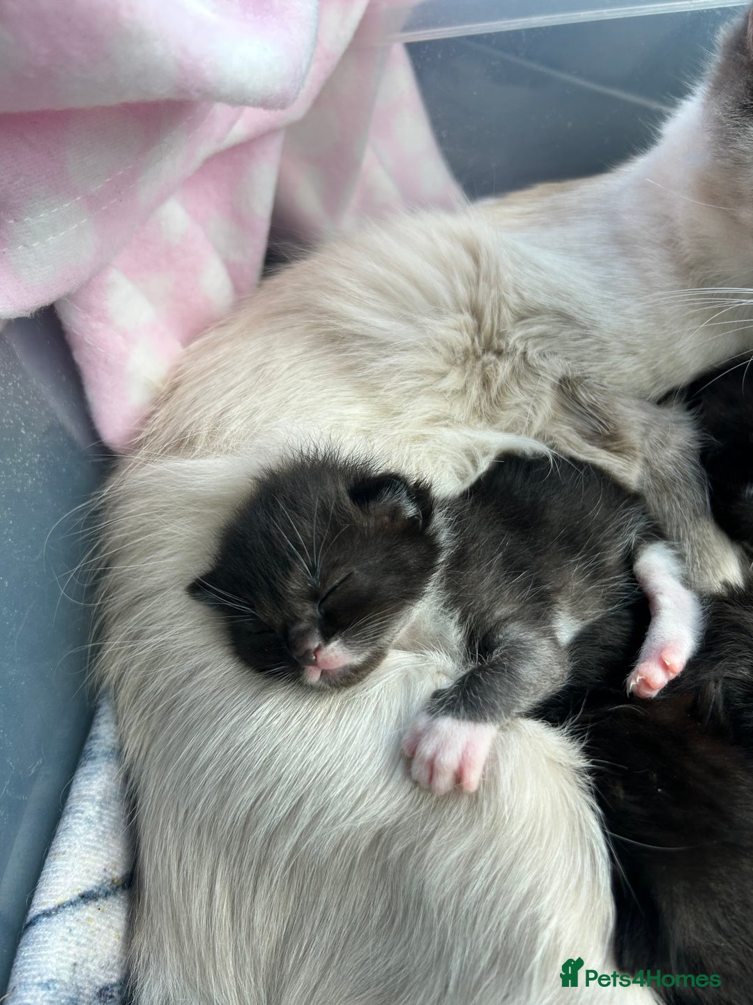 Ragdoll cats for sale: 🐾 Ragdoll Kittens Ready End of November 🐾 - Image 10