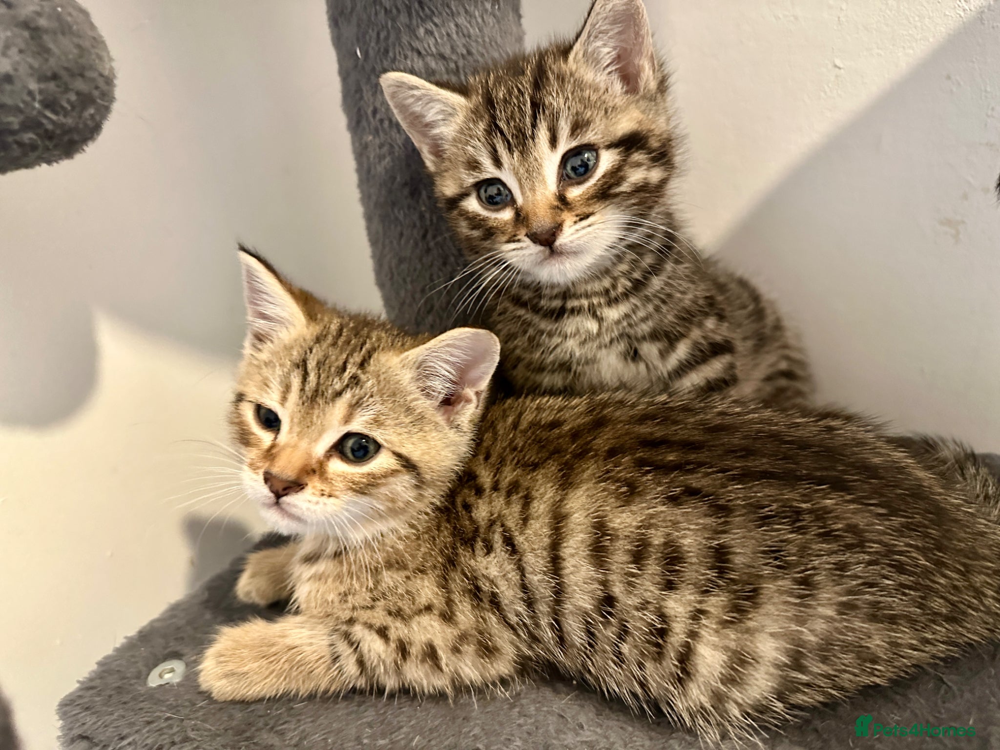 Bengal cats 4 bengal mix kittens  - Advert 7