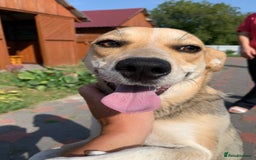 Mixed Breed dogs for adoption: 💖🐶 ROSITA 🐶💖 - Image 9