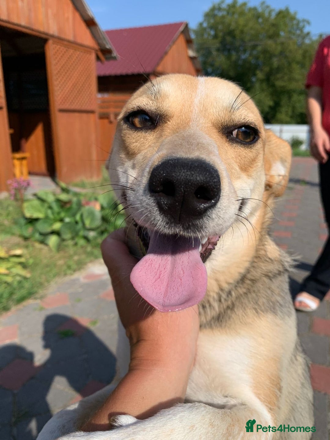 Mixed Breed dogs for adoption: 💖🐶 ROSITA 🐶💖 - Image 9