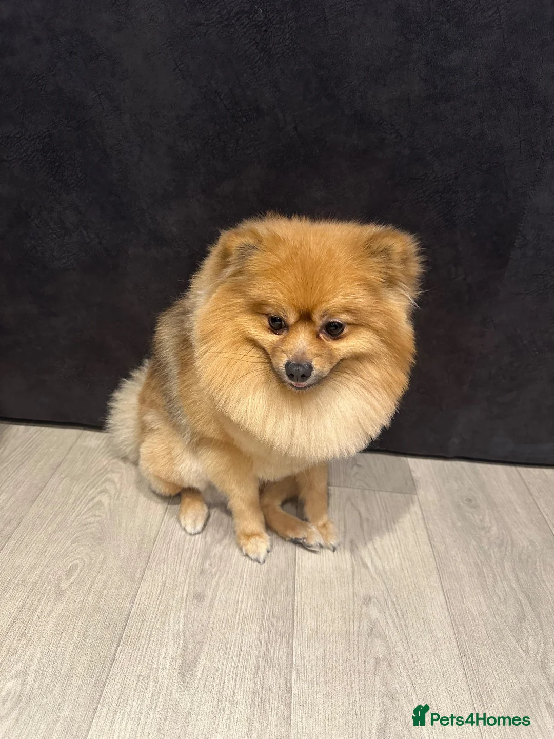 Pomeranian dogs for sale: Bruno - Advert 1