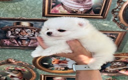 Pomeranian dogs for sale: Amazing Pom puppies from Five Star breeder  - Image 12